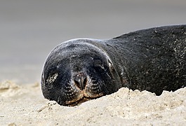 妓女海獅,沙,關閉了