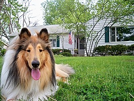 牧羊犬,狗,寵物