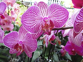蘭花,開花,紫