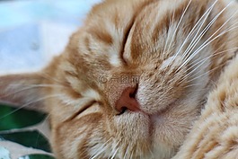 貓,國內(nèi)的貓,動物