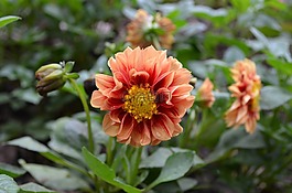 橙色大麗花,花,花瓣