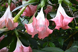 矮牽牛,花,粉紅色