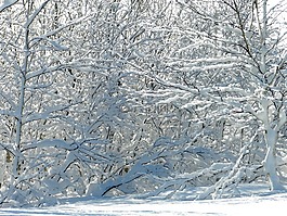 冬季,弗羅斯特,雪