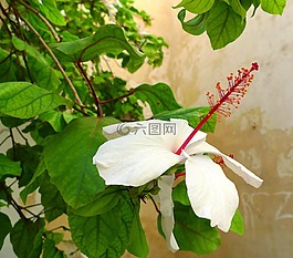 芙蓉,廠,開花
