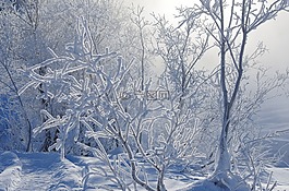 冬季,弗羅斯特,雪