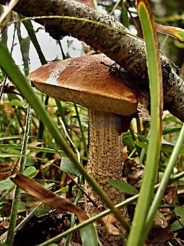 křemenáčberezova,森林,菌