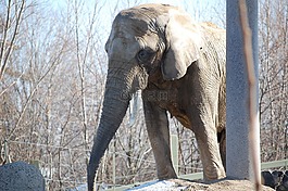 象,動物,動物園