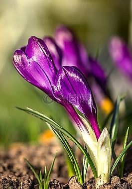 藏紅花,花,花園里的花