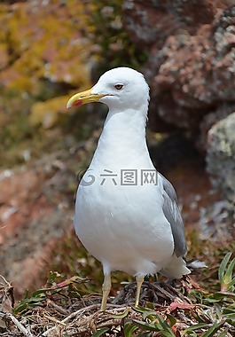 海鷗,mar,野生