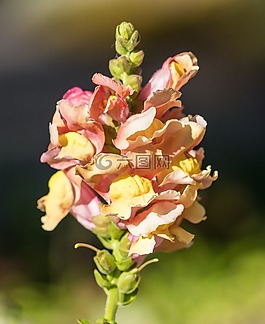 羽扇豆,花,黃色