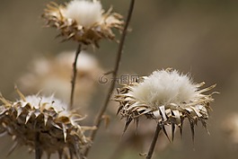 鮮花,棉花,棕色