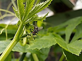蒼蠅,朝鮮薊,片