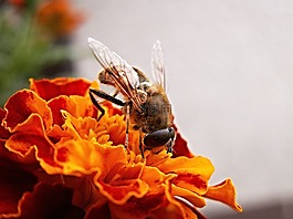pest?enka,花,afrikan