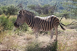 斑馬,蘭斯堡,野生動(dòng)物園