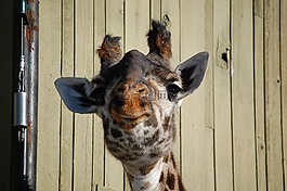 長頸鹿,臉,動物園