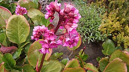 花,粉紅色,綠色