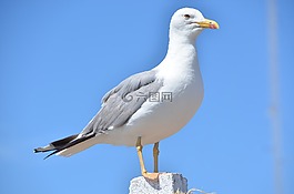 海鷗,鳥,天空