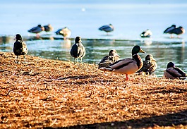 鳥,鴨,池塘