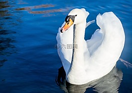 天鵝,鳥,水