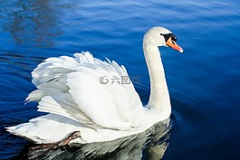 天鵝,鳥(niǎo),水
