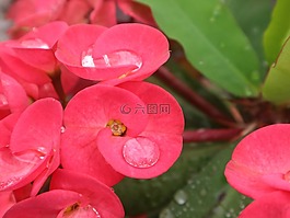 花,紅色,綠色