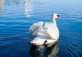 天鵝,鳥,水