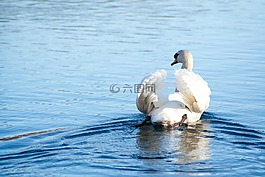 天鵝,鳥,水