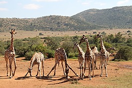 長(zhǎng)頸鹿,蘭斯堡,野生動(dòng)物園