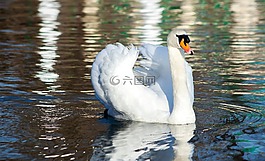 天鵝,鳥,水