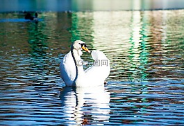 天鵝,鳥(niǎo),水
