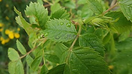綠色,葉,夏天
