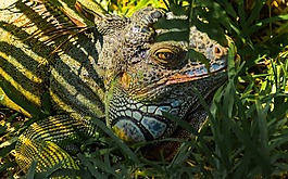 自然,動物,野生動物