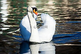 天鵝,鳥,水