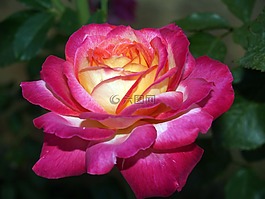 羅莎,花,淺粉紅