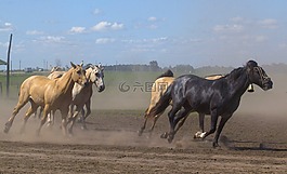 運行,馬匹,動物