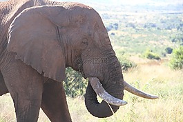 自然,野生動物,象牙
