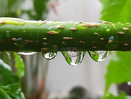 滴的水,水,樹(shù)枝