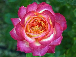 羅莎,花,淺粉紅