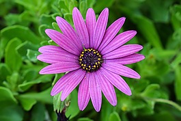非洲雏菊,osteospermum,花园