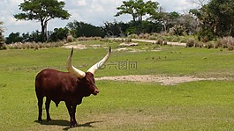 迪斯尼,野牛,動物
