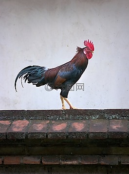 雞,動物,公雞
