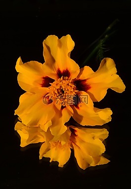 花卉,黃色,鏡子