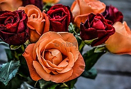 玫瑰,花,葉