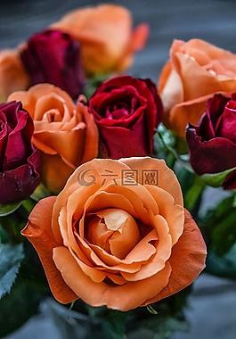 玫瑰,花,葉