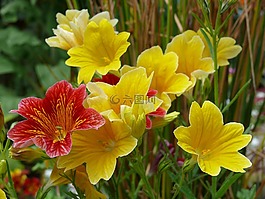 salpiglossis,黄色,红色