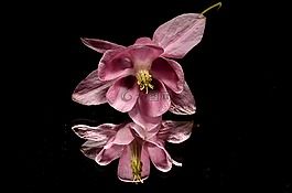 花卉,粉色,鏡子