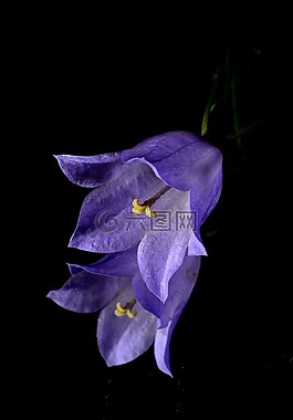 花卉,藍(lán)色,鏡子