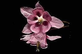 粉色,花卉,鏡子