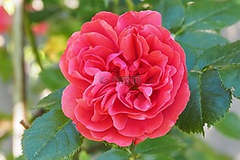 玫瑰,開花,花