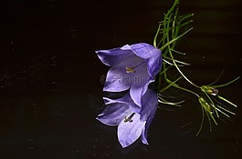 藍(lán)色,花卉,鏡子